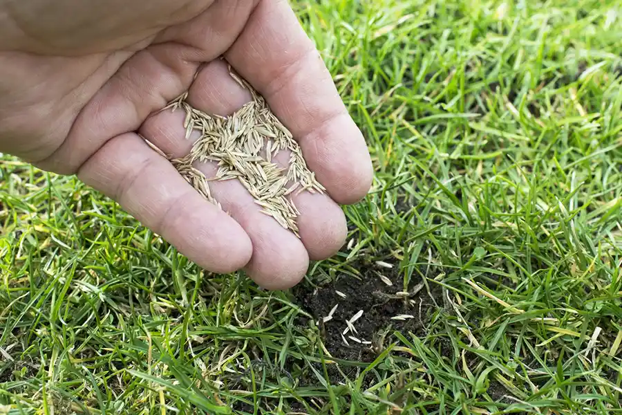 How often should you fertilize your lawn Fishers, IN