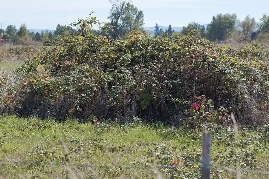 How to clear a yard full of weeds Fishers, IN